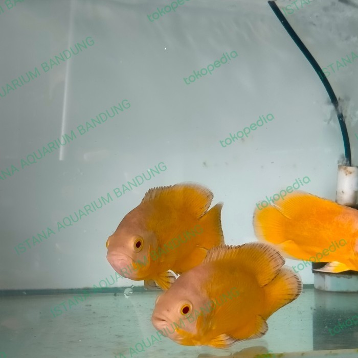 

Oscar Lemon New