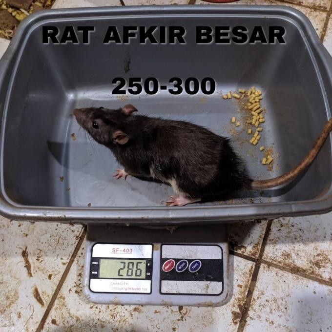 rat afkir besar tikus putih