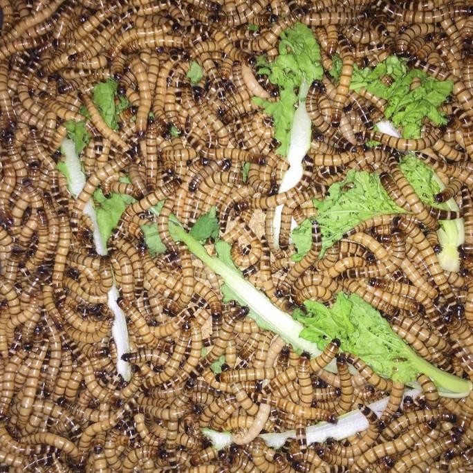 Ulat Jerman - Ulat Jerman Hidup 1 Kg - Ulat Jerman 1 Kg - Free Pisang