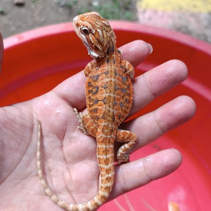 bearded dragon red hypo het trans 20 - 25cm