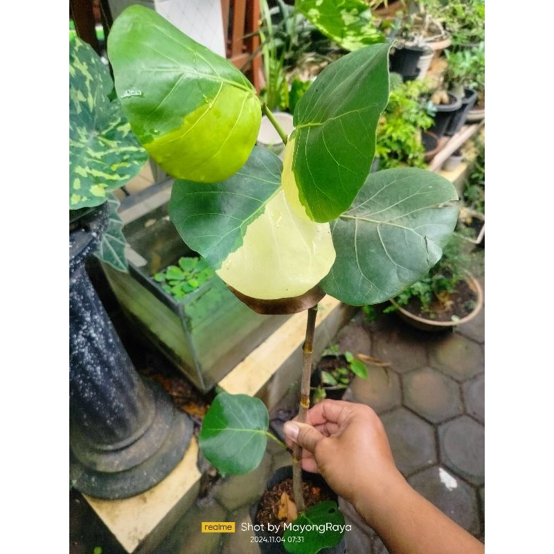 Tanaman hias Cocoloba Variegata/anggur laut Variegata daun cantik subur