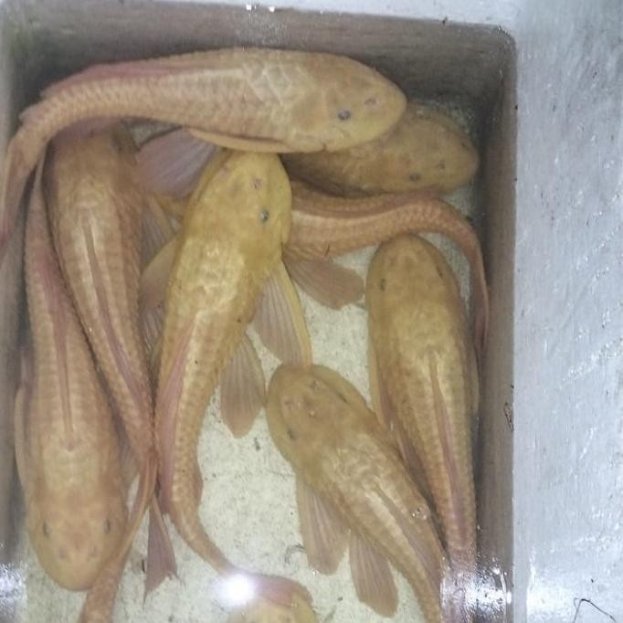 IKAN SAPU-SAPU ALBINO JUMBO INDUKAN SIZE 35 - 40 CM / PEMBERSIH KOLAM KOI 1311T