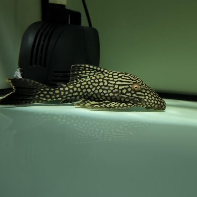 IKAN SAPU SAPU PLECO L330 SIZE 1311T