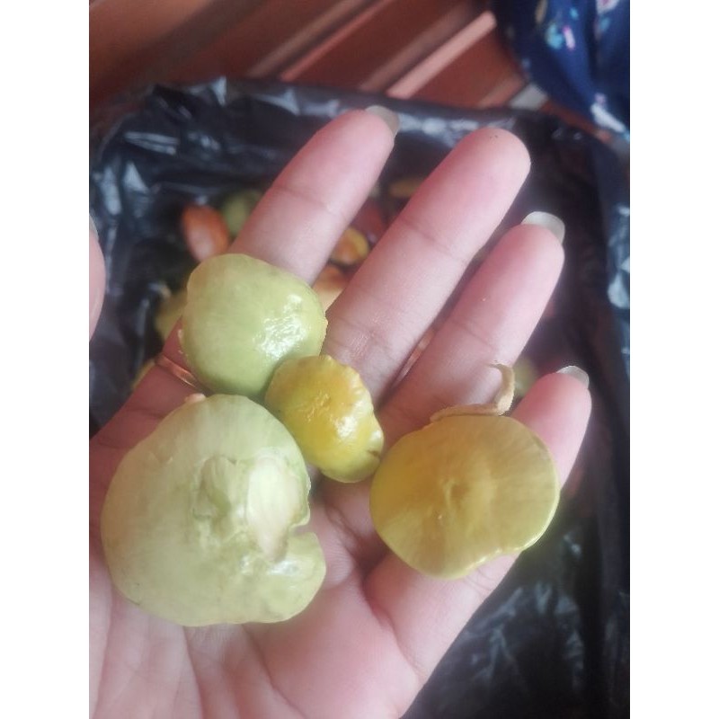 

jengkol muda fresh