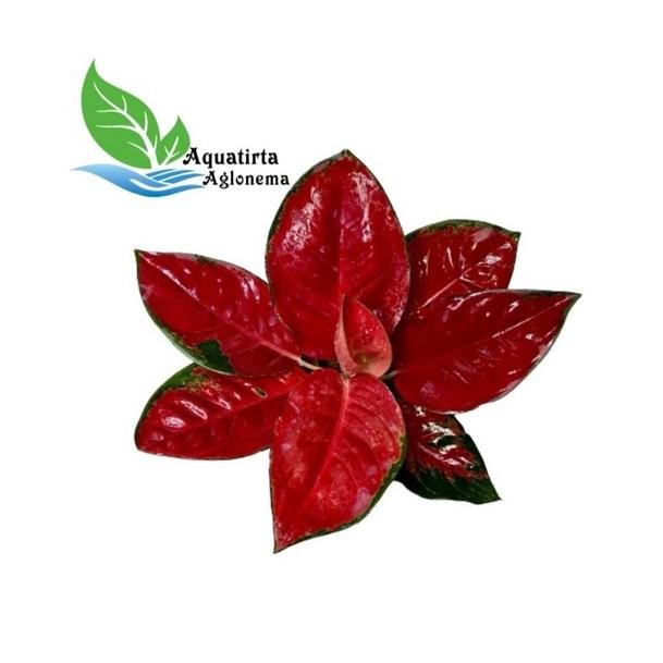 SUKSOM JAIPONG BESAR - Tanaman Hias Aglonema / Aglaonema