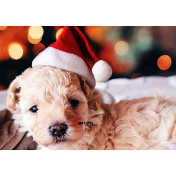 

Natal PET SANTA'S HAT - TOPI CHRISTMAS TOPI NATAL - TOPI SANTA ANJING KUCING - merah hijau Limited