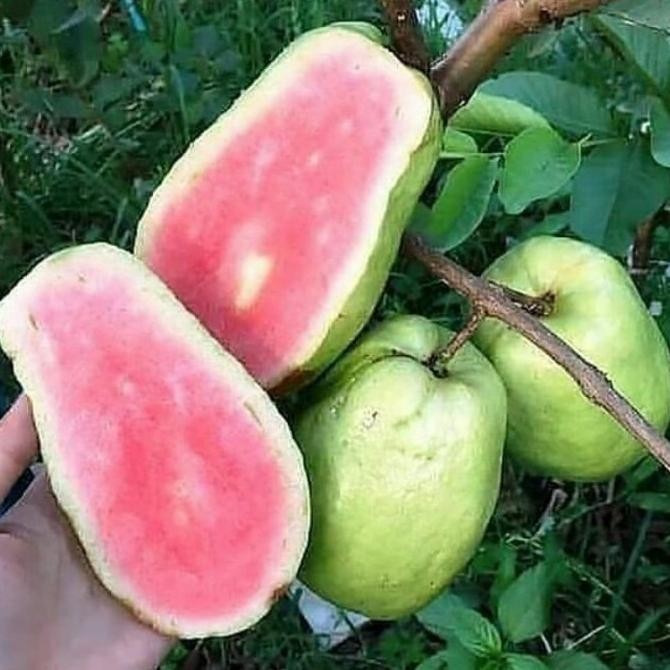 

Jambu Sukun super jumbo bisa cod