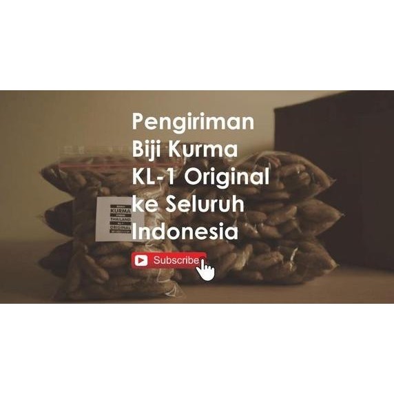 FRES Biji Kurma Thailand Bersertifikat Tersedia Juga Benih Bibit Kurma Tropis Hybrid Hibrida Kl1 Kl-