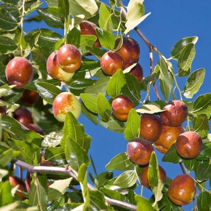 FRES Benih Bibit Biji - Buah Jujube Angco Kurma Korea Kurma China (Ziziphus