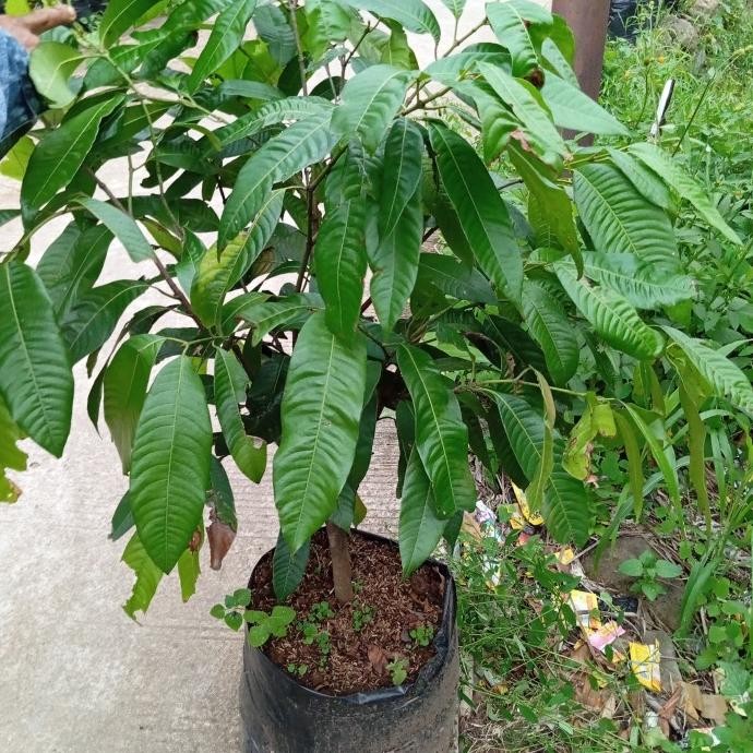 Bibit tanaman pohon buah gandaria /jatake cangkokan  MANTEP