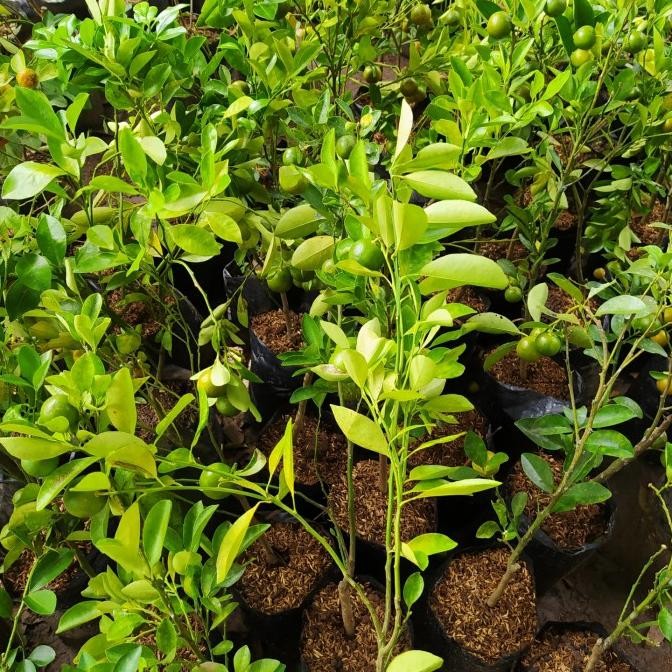 

Bibit Tanaman Buah Jeruk Kolomonde Berbuah-Jeruk Lemon China Berbuah MANTEP