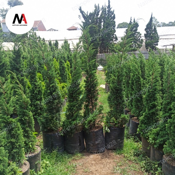 CEMARA NATAL/CEMARA LILIN