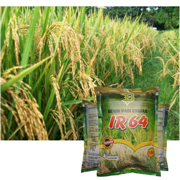 Produk Ready Benih Padi IR 64 / Bibit IR 64