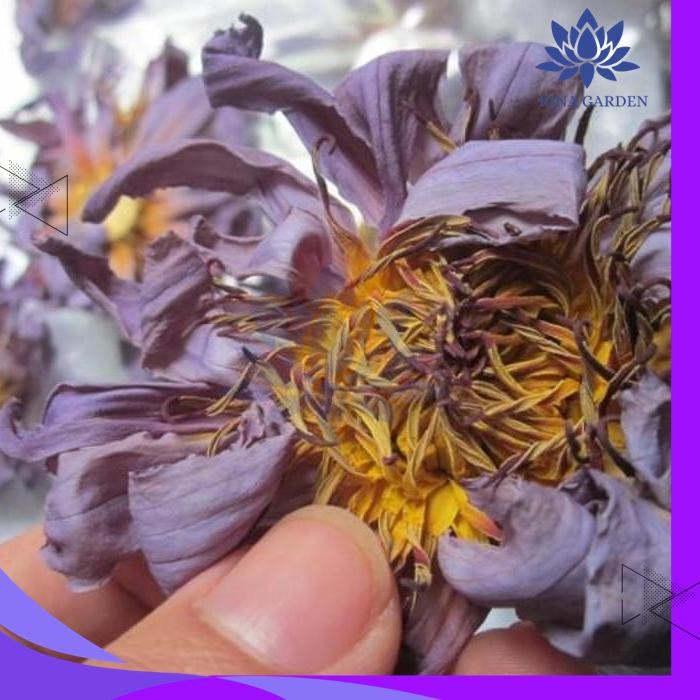 

INSOMNIA / DRIED BLUE LOTUS / BUNGA LOTUS BIRU TERBAIK