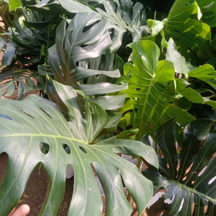 Tanaman Monstera King Giant Bukan Monstera Variegata -Gratisongkir