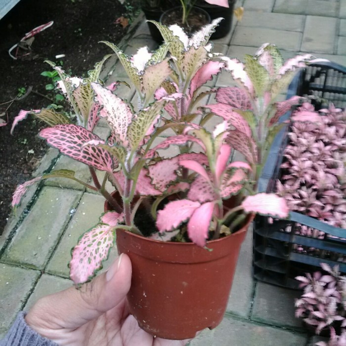 Fitonia Pink Keriting Curly Cantik Unik Tanaman Hias -Gratisongkir