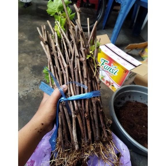 cutting anggur alfonso sudah berakar