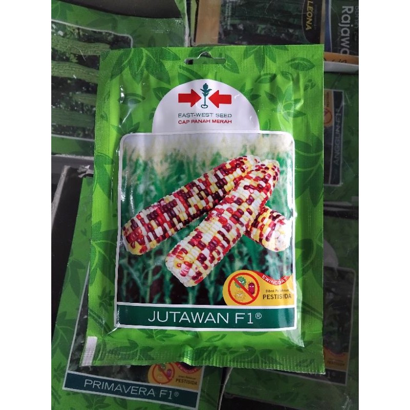 Benih Jagung Ketan Jutawan F1 SP/bibit jagung ketan terbaik