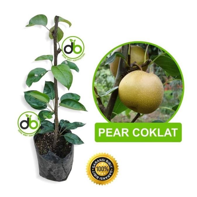 

BIBIT TANAMAN BUAH PEAR / PIR COKLAT