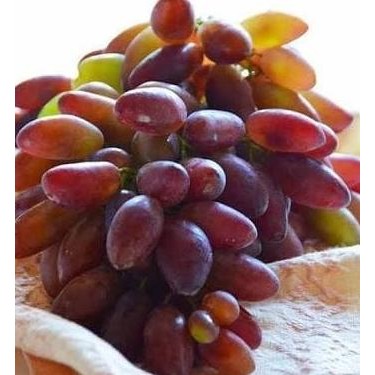 

BIBIT ANGGUR IMPOR PIZZUTELLO NERO