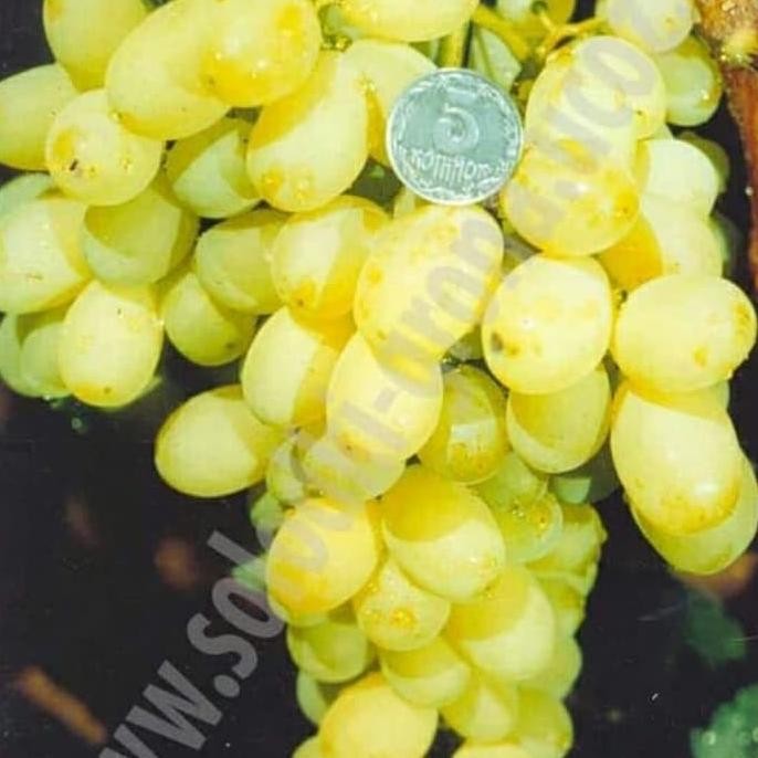 

BIBIT ANGGUR IMPORT LAURA