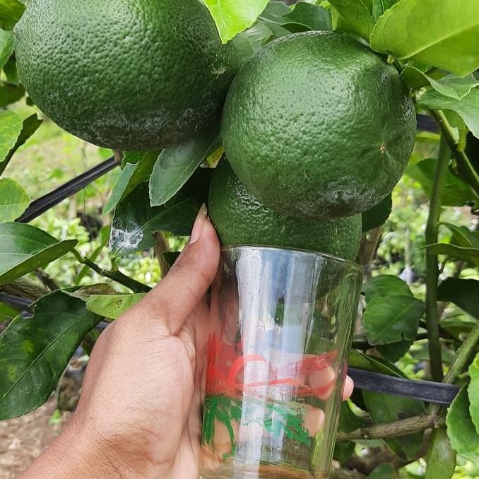 

Bibit Jeruk Lemon California Import Buatan Sendiri