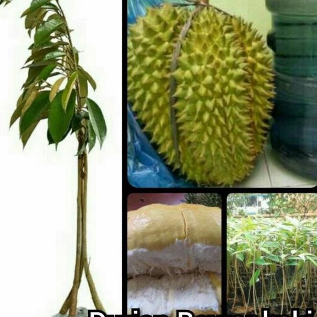 

durian bawor kaki 3