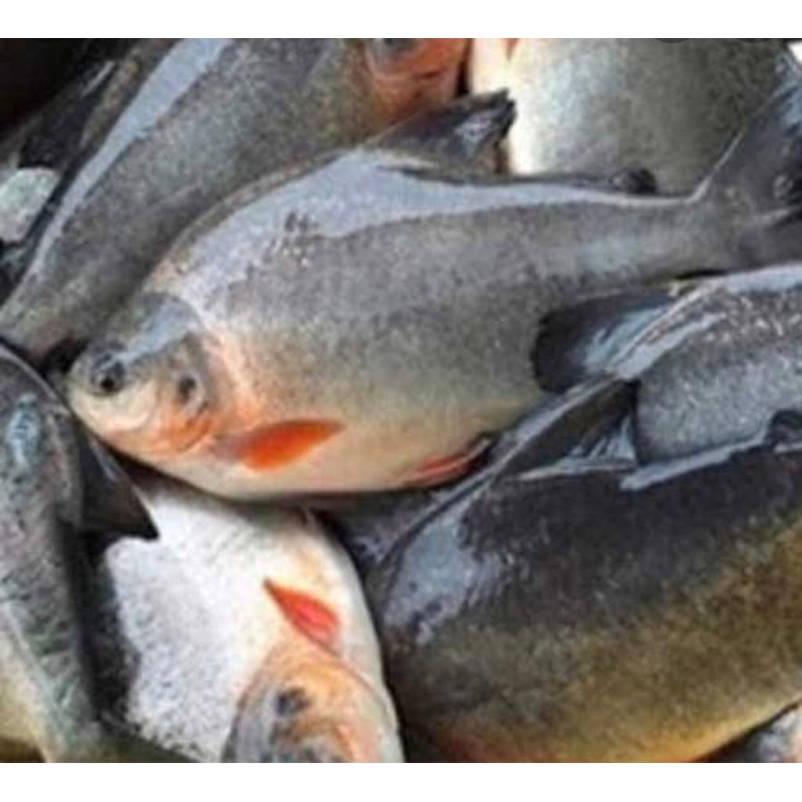 

Ikan bawal air tawar 1kg