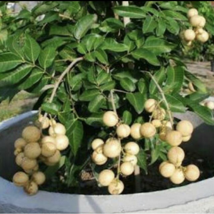 Pohon buah Kelengkeng Aroma Durian // sudah berbuah