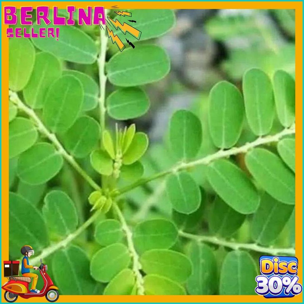 

Daun Meniran Segar 500 Gram (Lagi Rame)