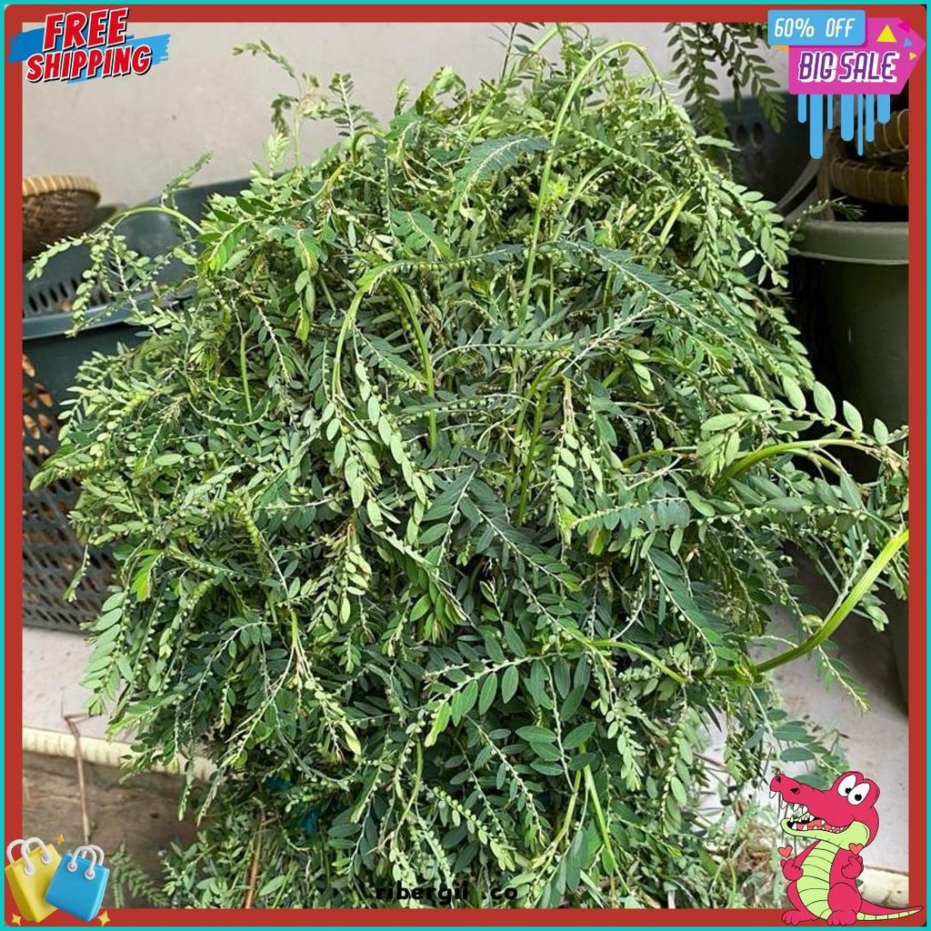 

Daun Meniran Segar 100 Gram (Lagi Viral)