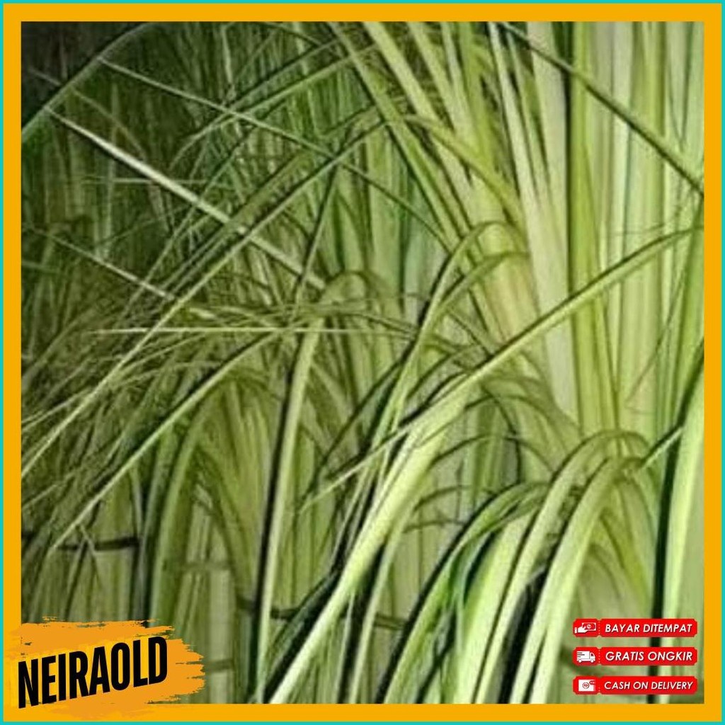

New Cod Janur Kelapa Atau Daun Kelapa Muda (Cod)
