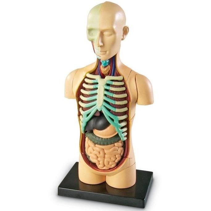 

Learning Resources Anatomy Model - Human Body Alat Peraga Biologi