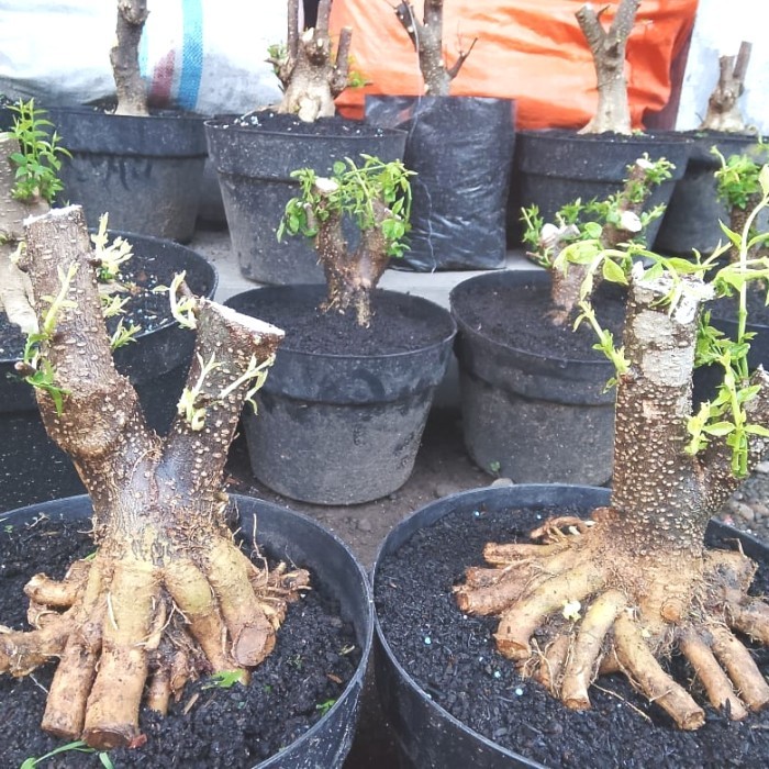 bahan bonsai anting putri prokar prospek