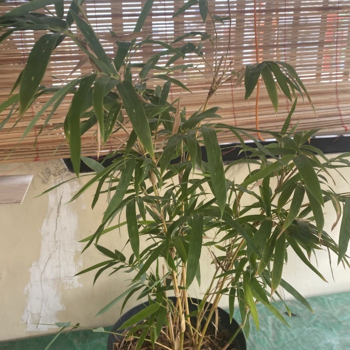 Tanaman hias bambu kuning jepang - pohon bambu jepang super - lebat