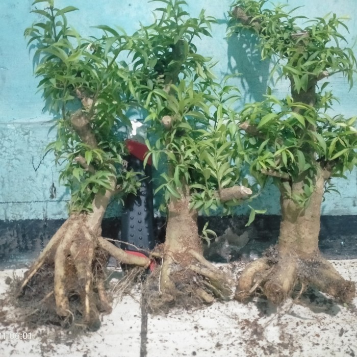 bahan bonsai anting putri mikro dongkelan