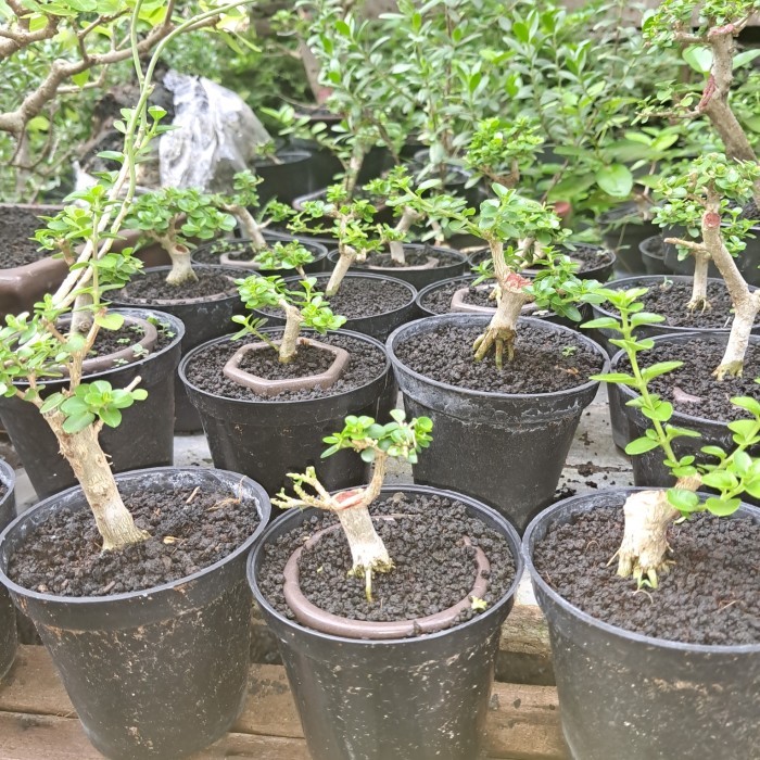 bonsai bahan mame sancang prospek