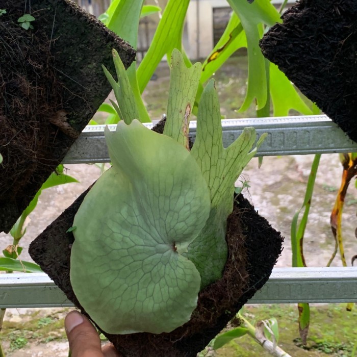 platycerium wandae papua