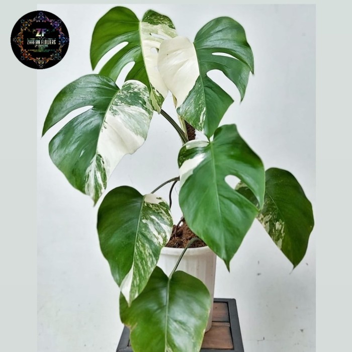 Monstera varigata (monvar)