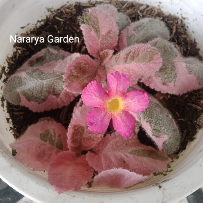 Episcia Pink Smoke