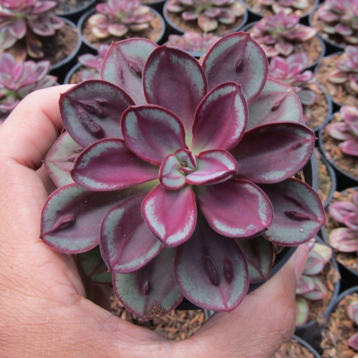 Kaktus Sukulen Echeveria Nodulosa