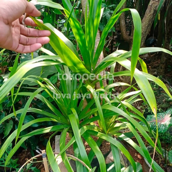 tanaman pandan bali 3 cabang