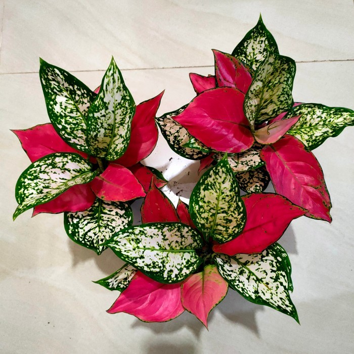 paket grupping MERAH PUTIH aglonema