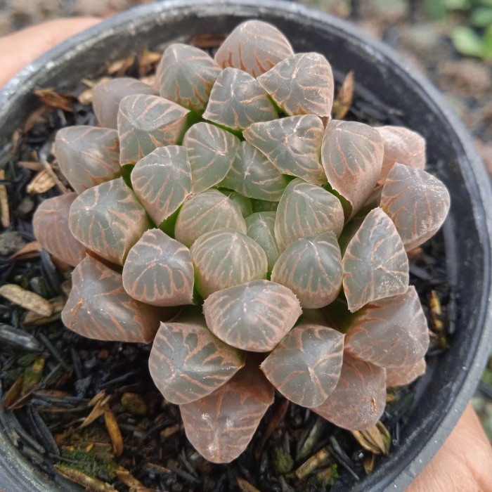 haworthia cooperi