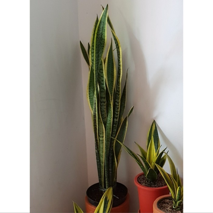 Sansevieria Laurentii pot 25cm