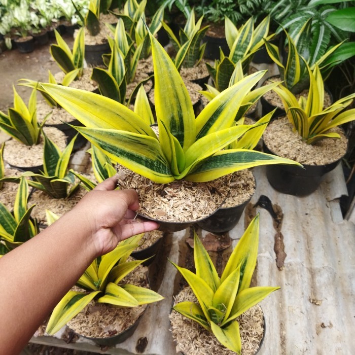 tanaman hias sansevieria golden flame lidah mertua