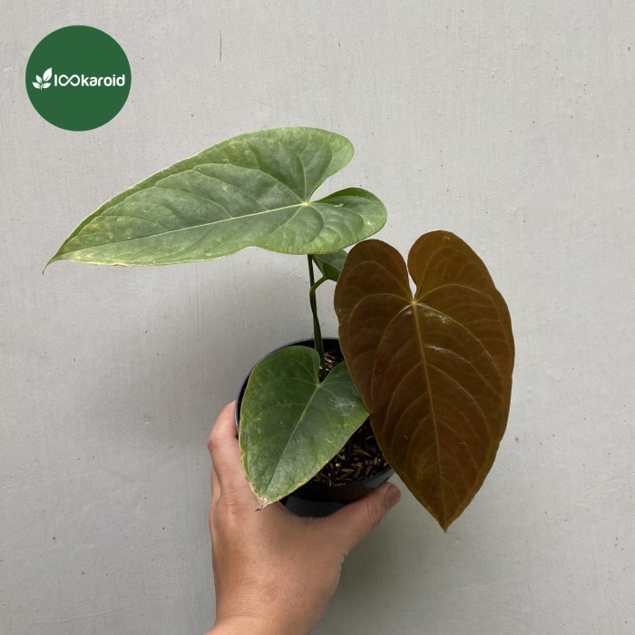 Tanaman Hias Anthurium Modeanum