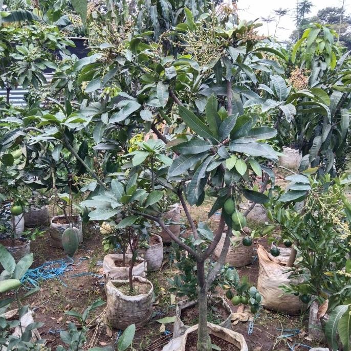Pohon mangga manalagi sudah berbuah KT7