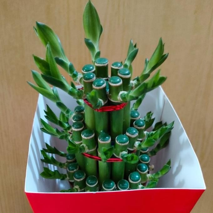 POHON / TANAMAN BAMBU SUSUN 3 / KWAN IM TEK / TANAMAN HIAS / PAJANGAN