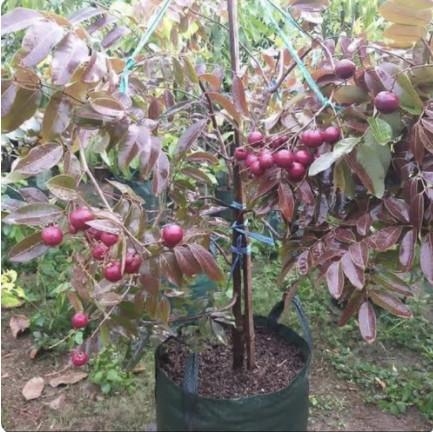 pohon buah kelengkeng merah super sudah berbuah